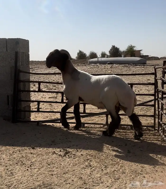 جذع فحل صنف غنم نعيم 2