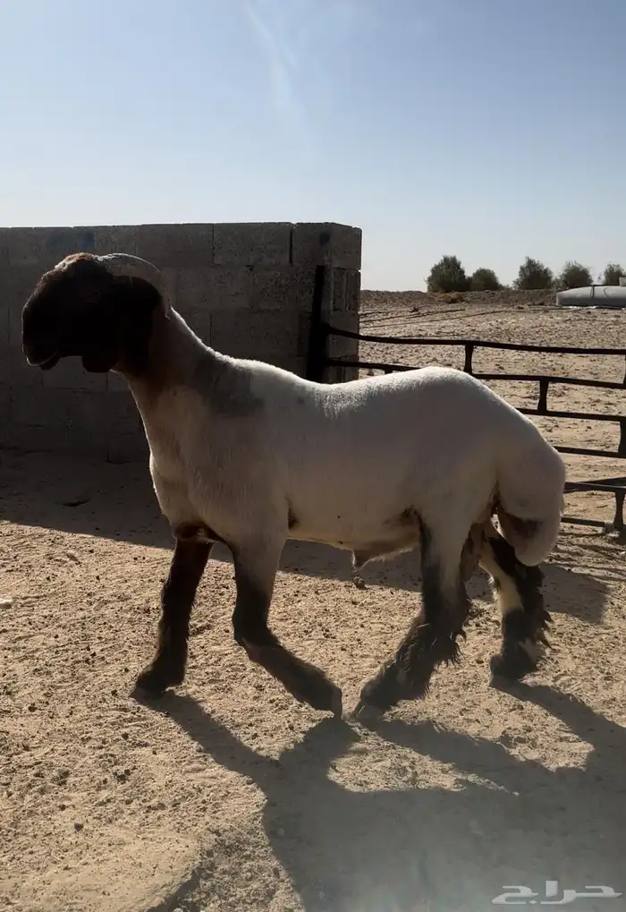 جذع فحل صنف غنم نعيم 4