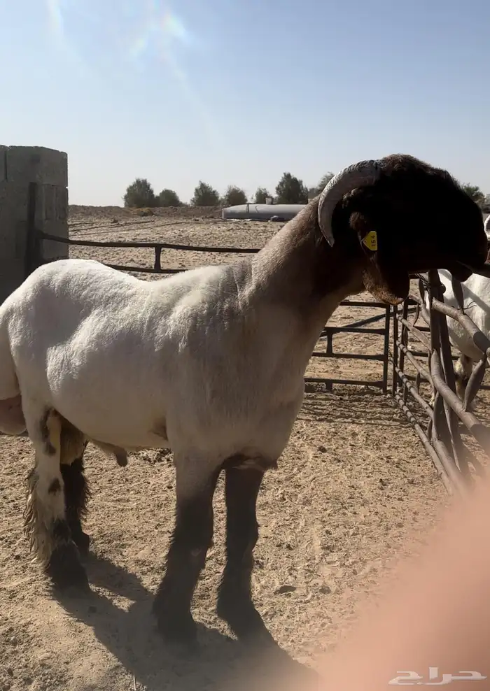 جذع فحل صنف غنم نعيم 3