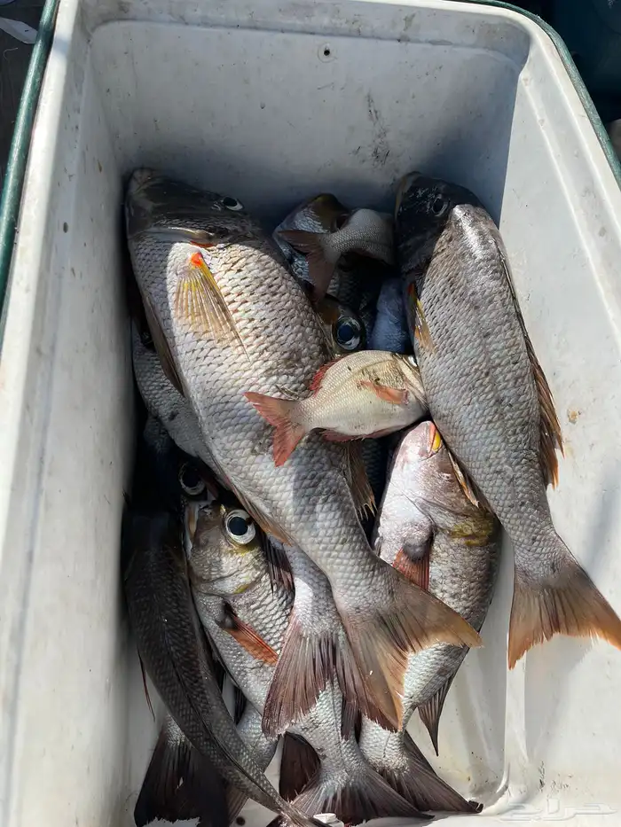 رحلات بحريه 2