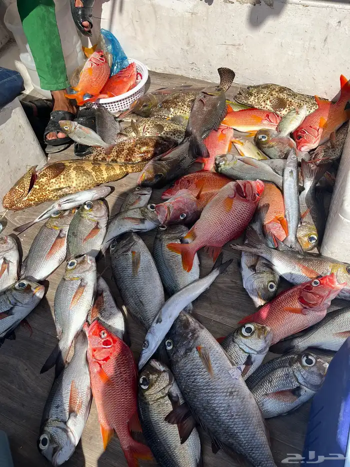 رحلات بحريه 1