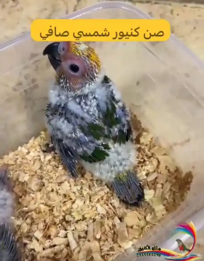 فرخ ببغاء صن كنيور شمسي لهواة التربية والهدد 0