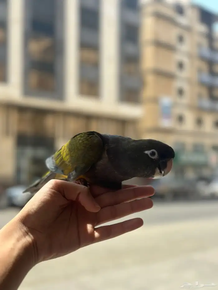 فرخ باتاغونيا كنيور هدد خارجي ( تم البيع ) 1