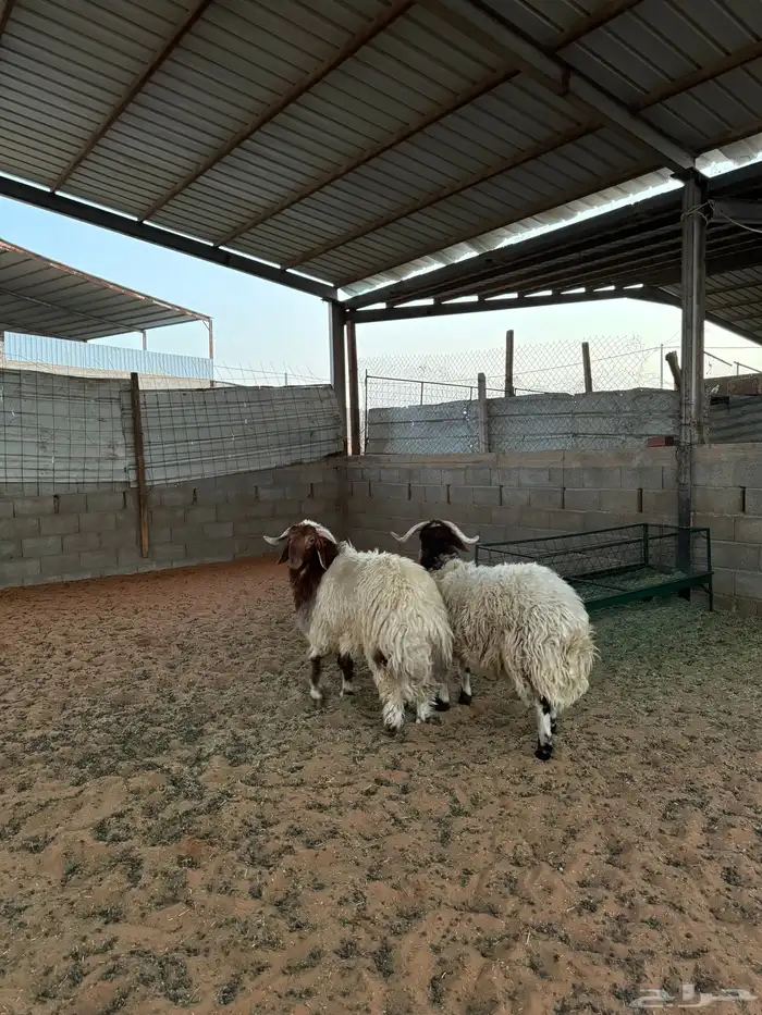 خرفان نعيم جبره 6