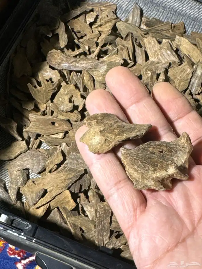 عود ببوا غينيا دبل وتربل على حدود استراليا تابعة لإندونيسيا 3