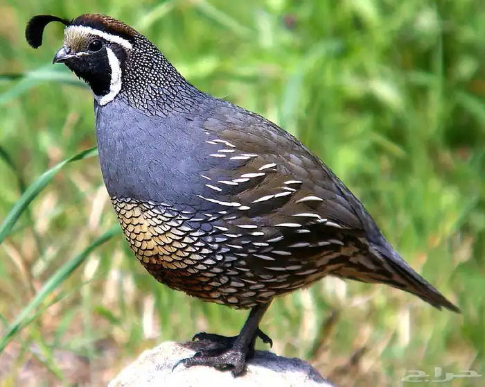 سمان كالفروني 1