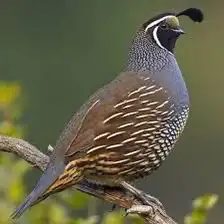 سمان كالفروني 3