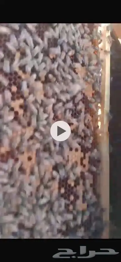 نحل بلدي 12