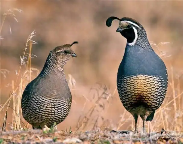 سمان كالفروني 0