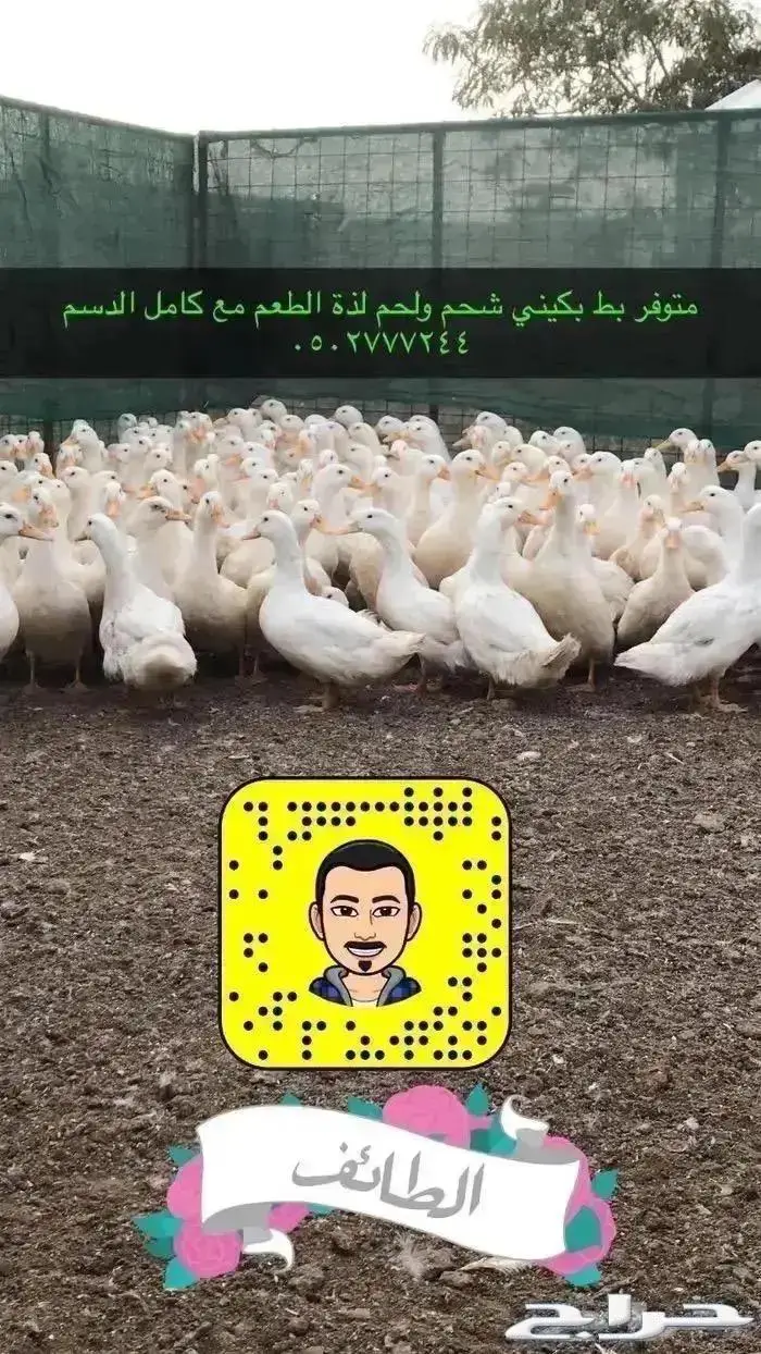 زغاليل حمام فرنسي بط بكيني ديوك سمان دجاج لاحم بيض دجاج 7