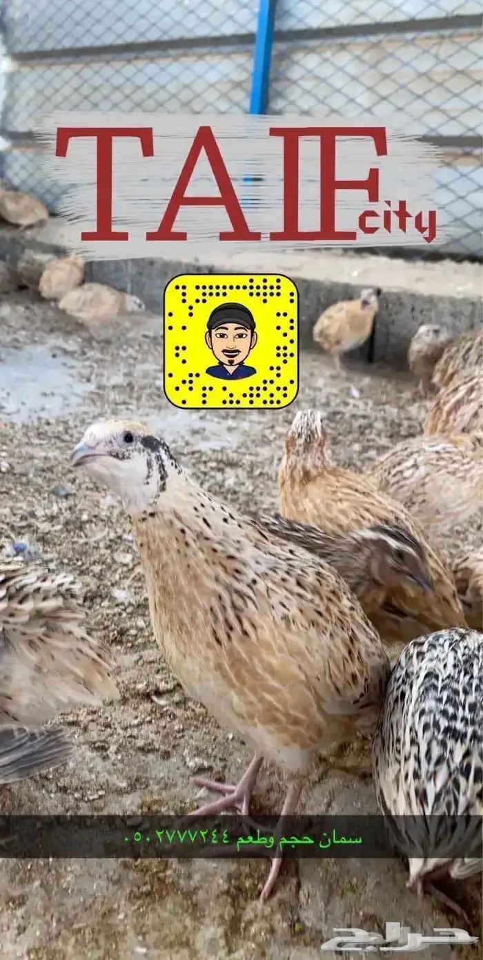 زغاليل حمام فرنسي بط بكيني ديوك سمان دجاج لاحم بيض دجاج 9