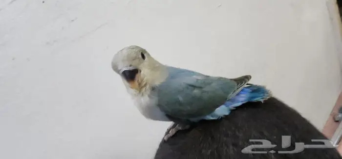 روز اليف جدا ولعوب 2