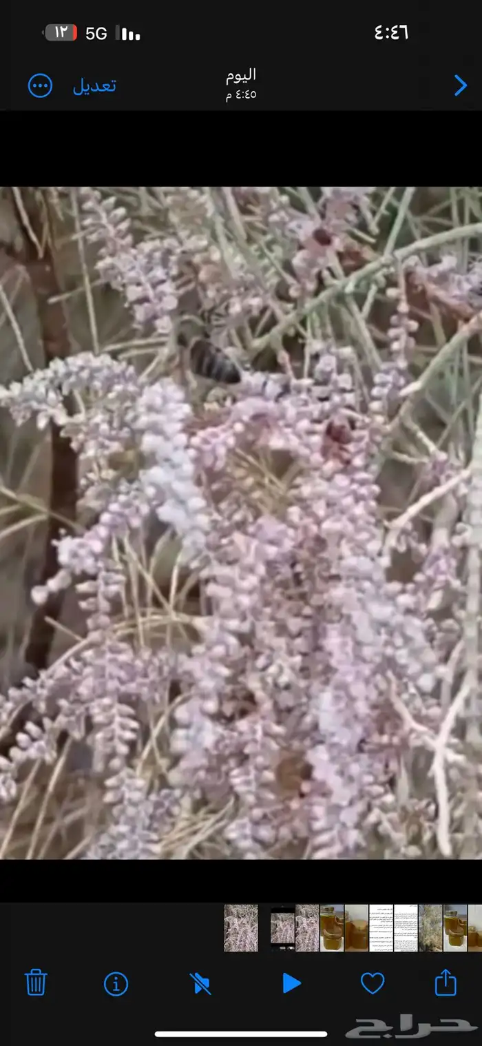 عسل أثل 1