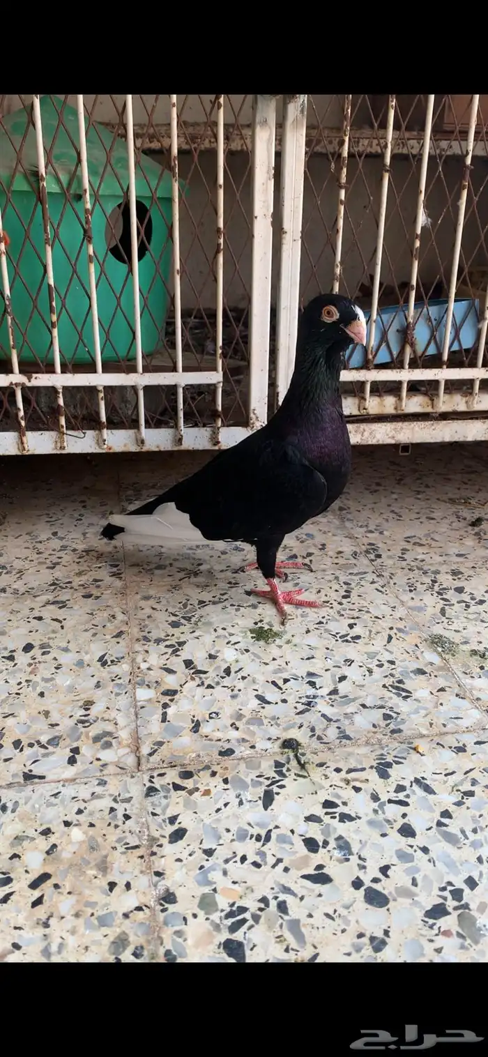 انثي مسوده منتجه جازان الدرب 1