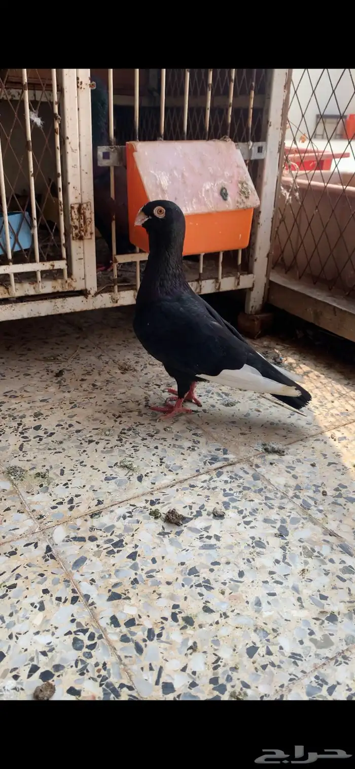 انثي مسوده منتجه جازان الدرب 0
