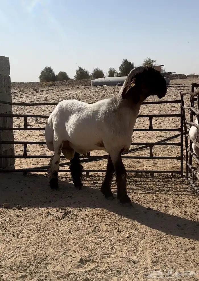 جذع فحل صنف غنم نعيم 1