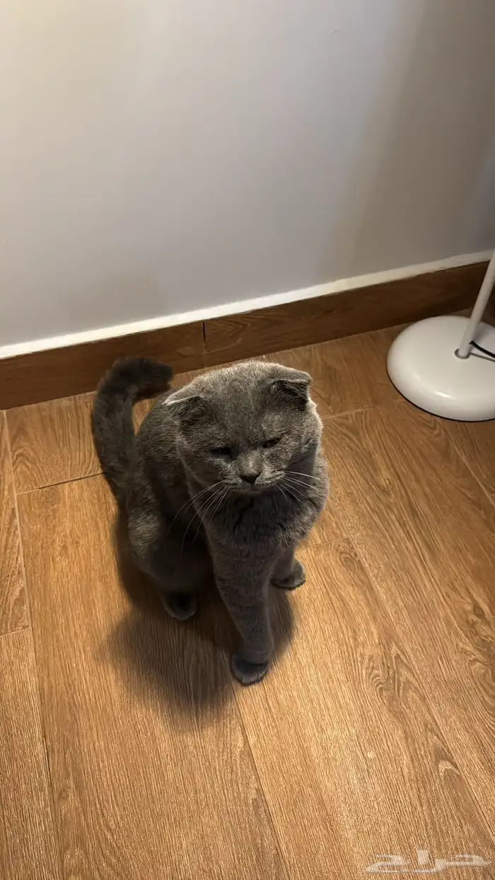 ذكر للتزاوج مقابل الانتاج 1