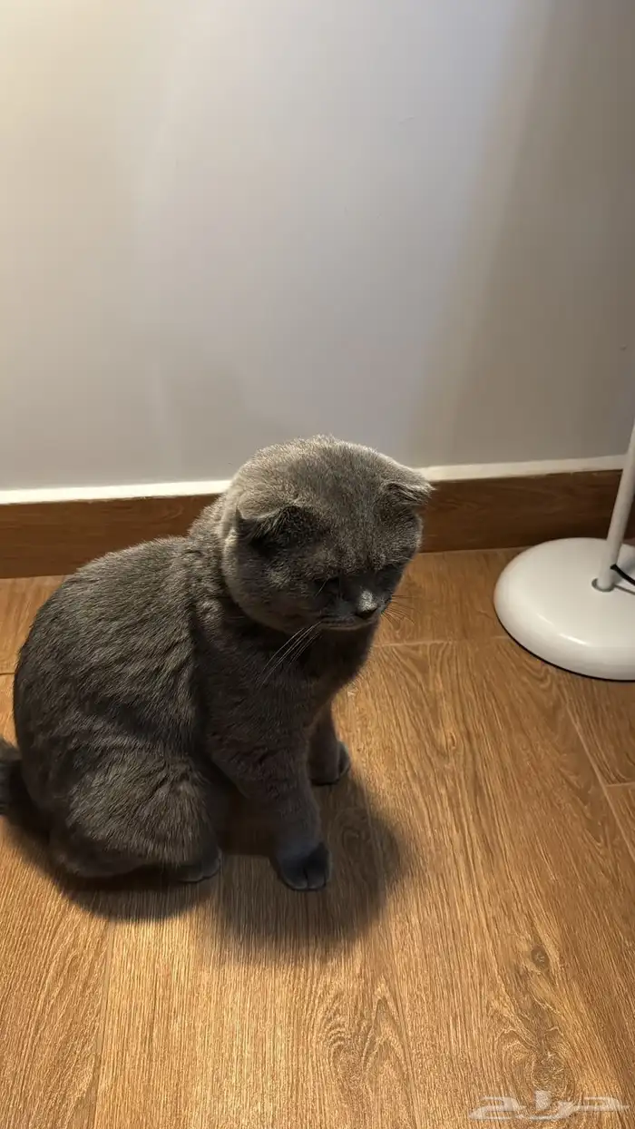 ذكر للتزاوج مقابل الانتاج 0