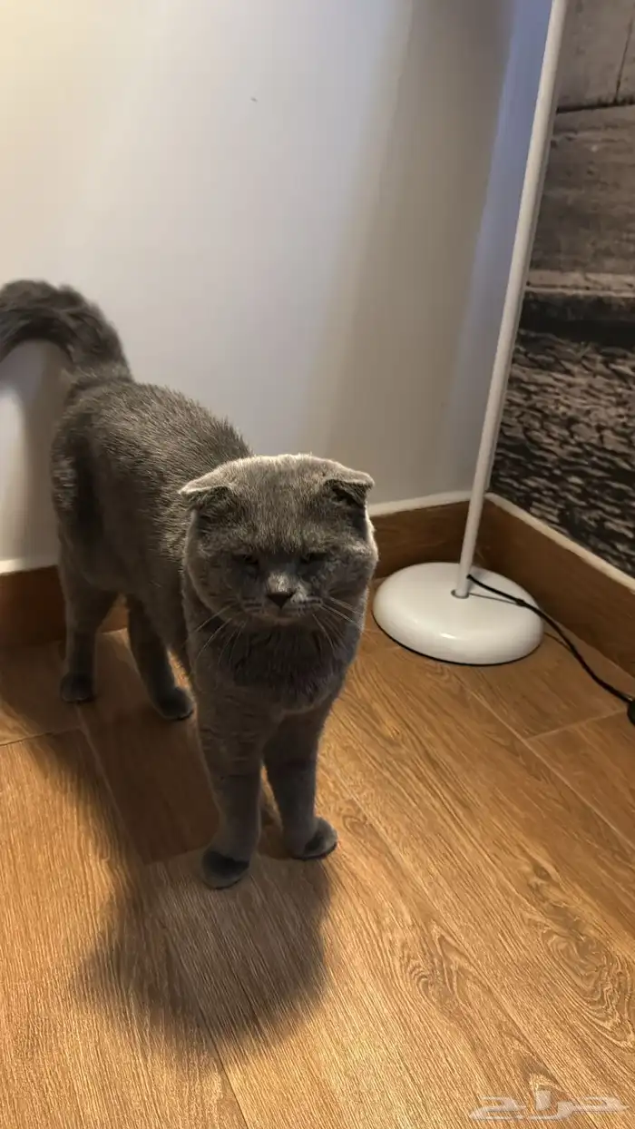 ذكر للتزاوج مقابل الانتاج 2