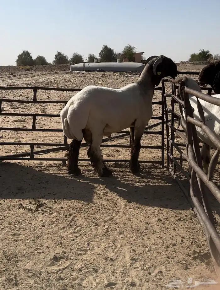 جذع فحل صنف غنم نعيم 5