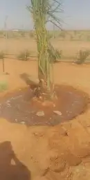 نخل للبيع جميع انواعه 2