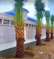 نخل للبيع بجميع انوعه ومقساته 6