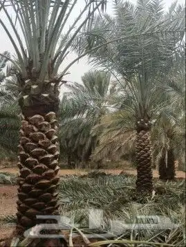 نخل للبيع جميع انواعه 1