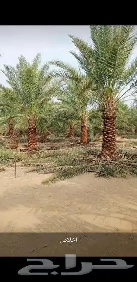 نخل للبيع جميع انواعه 4