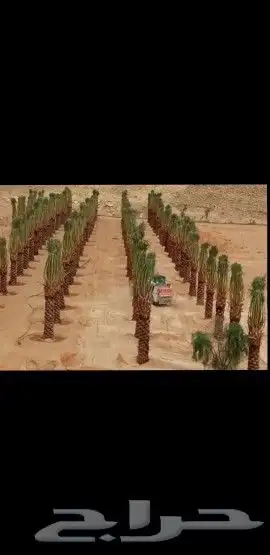 نخل للبيع جميع انواعه 7