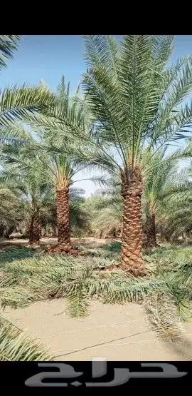 نخل للبيع جميع انواعه 8