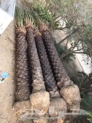 نخل للبيع بجميع انوعه ومقساته 5