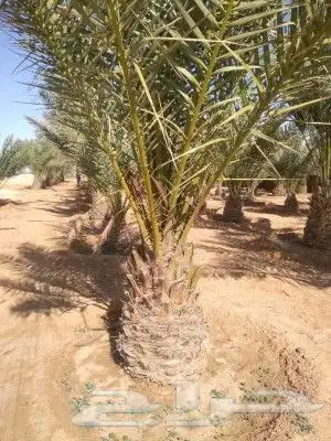 نخل للبيع جميع انواعه 0