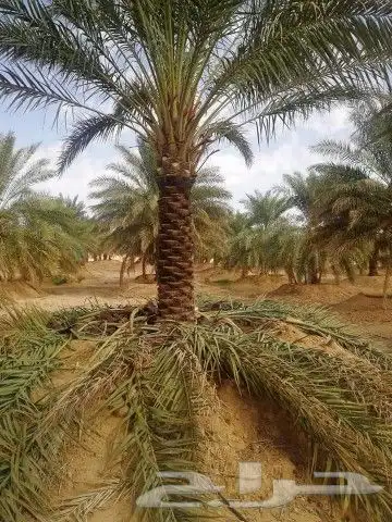 نخل للبيع بجميع انوعه ومقساته 10