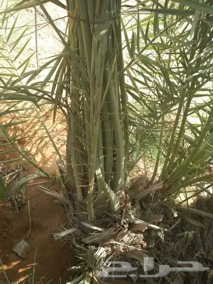 نخل للبيع جميع انواعه 3