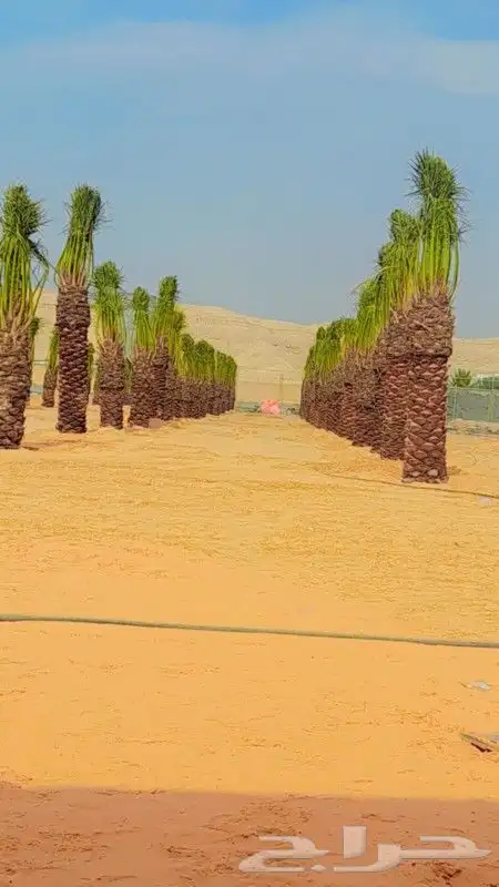 نخل للبيع جميع انواعه 5