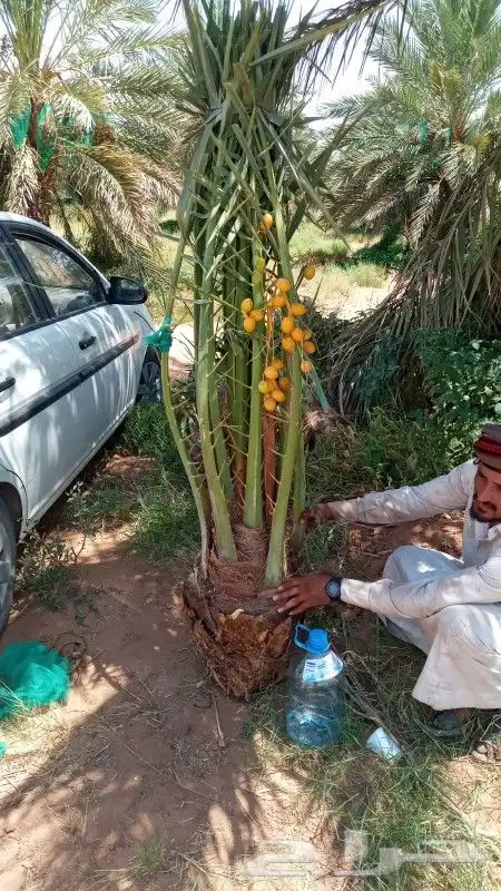 نخل للبيع بجميع انوعه ومقساته 13
