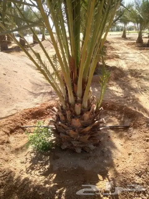 نخل للبيع جميع انواعه 6