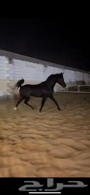 حصن أبطال متاح للتشبيه ببريدة 5