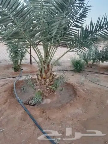 نقوم بتركيب الشبوك المجلفن والوطني ملاعب ولامزارع وتوريد انخ 5