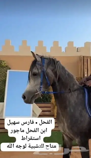 حصن أبطال متاح للتشبيه ببريدة 2