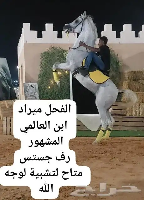 حصن أبطال متاح للتشبيه ببريدة 3