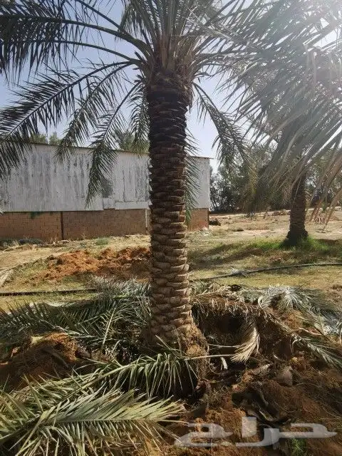 نخل للبيع 3