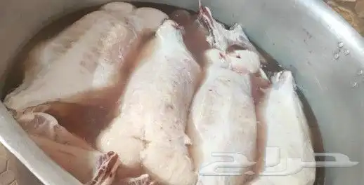 طباخ متنقل داخل وخارج الرياض جريش قرصان مندي حنيذ 6