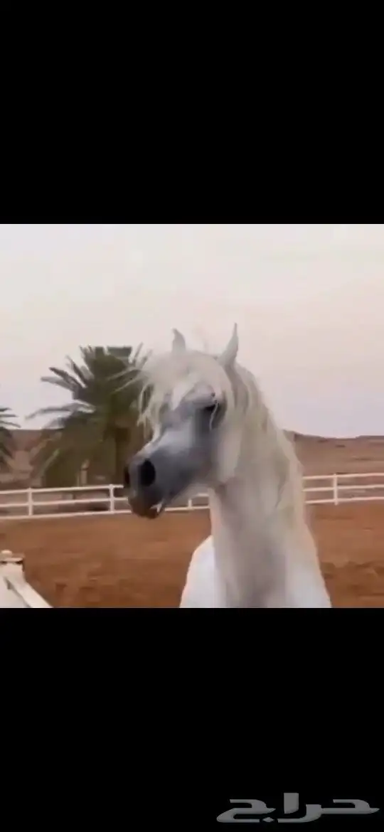 حصن أبطال متاح للتشبيه ببريدة 1