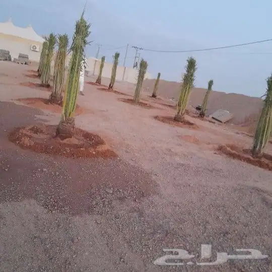 نخل للبيع 0