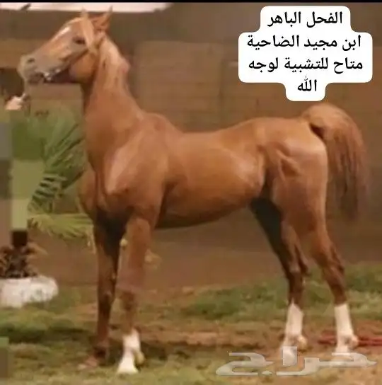 حصن أبطال متاح للتشبيه ببريدة 4