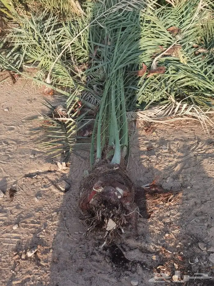 نخل للبيع 2