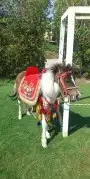 استأجر خيول وجمال زينه وسياسي وحناطير 7