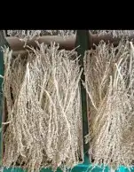 لقاح نخيل بار 0