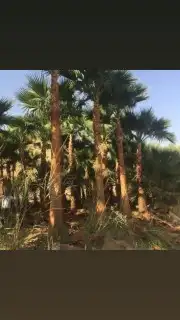 توريد نخل وشنطني وفسايل جوال 4
